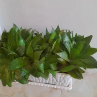 گل طبیعی