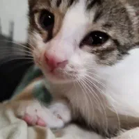 گربه
