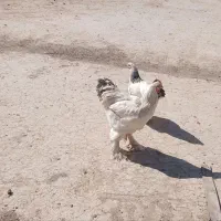 برهما اصل ۶ماهه