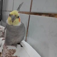 کارت بانک ملی