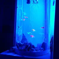 اکواریوم، ماهی کالر،پمپ هوا، تصفیه اب، تکمیل