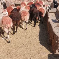 میش.داشتی.گله.گرد|حیوانات مزرعه|سبزوار, قصبه شرقی|دیوار