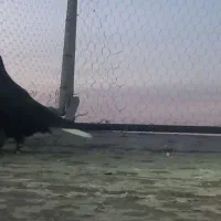 رنگی شهرستانی