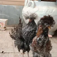 فروش مرغ سلطان