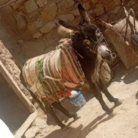 خر سیاه