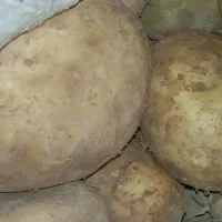 سیب زمینی باکیفیت و ماندگار