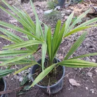 پالم دوساله ریشه‌ پر تعداد حدود ۲۰۰ گلدان|گل و گیاه طبیعی|کلاچای, |دیوار