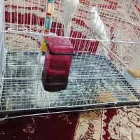 معاوضع عروس البینو|پرنده|کرباسک, |دیوار