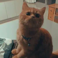 گربه پرشین|گربه|مشهد, منزل آباد|دیوار