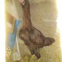 جوجه لاری|حیوانات مزرعه|رشت, آزادگان|دیوار