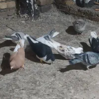 کبوتر هفت رنگ وکله زردفروشی|پرنده|تاکستان, |دیوار