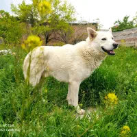 واگذاری یک عدد سفید برفی