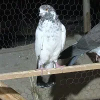 کفتر یا کبوتر