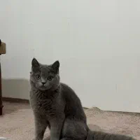 جفتگری گربه