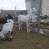 بز..کهره گلابی|حیوانات مزرعه|شیراز, کرونی(خاتونک)|دیوار