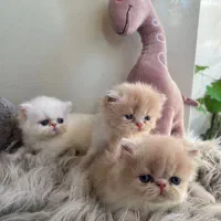 گربه پرشین ناز و خواص