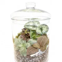 گیاه طبیعی|گل و گیاه طبیعی|باقرشهر, |دیوار