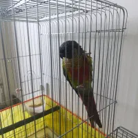 طوطی گرینچیک|پرنده|کرمان, |دیوار