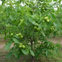 نهال گردوی درجه یک فرصت طلایی باغداران