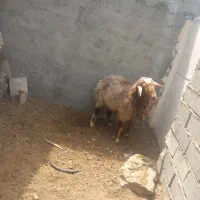 قوچ هترو