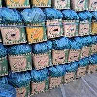 خیارگلخانه ی|عمدهفروشی|تهران, میدان میوه و ترهبار مرکزی|دیوار