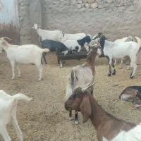 بز داشتی دورگ سانن و پاکستانی|حیوانات مزرعه|نوبندگان, |دیوار