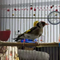 سه عدد سهره|پرنده|محمدشهر, محمدشهر|دیوار