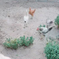 جوجه‌خونگی