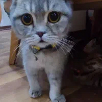 گربه اسکاتیش با وسایل