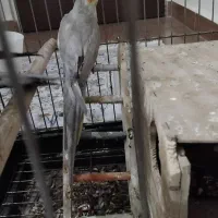 پرنده طوطی عروس هلندی|پرنده|قدس, شهر‌قدس|دیوار