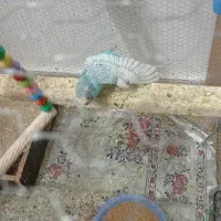 کفش|کفش و لباس بچه|تربت جام, شهید نصرالهی|دیوار