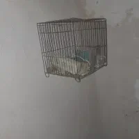 قفس|لوازم جانبی حیوانات|اشترینان, |دیوار