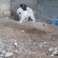 دو عدد سگ پاکوتا نرو ماده