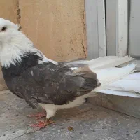 کبوتر نوک قنار|پرنده|تهران, بوستان ولایت|دیوار