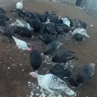 فروش بوقلمون