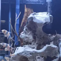 ماهی آکواریومی لوچ دلقک