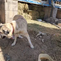 واگذاری سگ نگهبان|سگ|تبریز, |دیوار