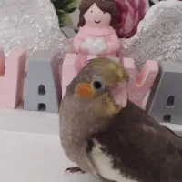 عروس هلندی ماده