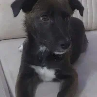 واگذاری سگ|سگ|مشهد, الهیه|دیوار