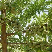 نهال بادام|گل و گیاه طبیعی|جلفا, |دیوار