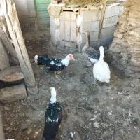 غاز و اردک|حیوانات مزرعه|مشگین شهر, |دیوار