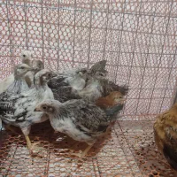 جوجه کردی و برهما پا پر