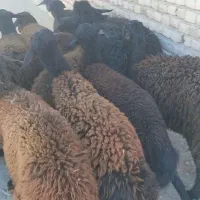 ۱۴ عدد بره ماده قره قزل و افشار