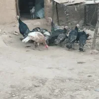 بوقلمون|حیوانات مزرعه|زاگرس, |دیوار