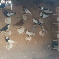 کفتر رنگی|پرنده|ششده و قره بلاغ, |دیوار