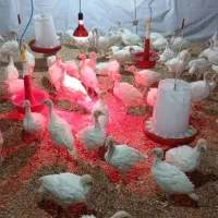 جوجه بوقلمون بیوتی ۶ بیست روزه و۳۰ روز|حیوانات مزرعه|مشهد, عیدگاه|دیوار