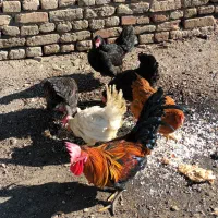 مرغ‌وخروس‌محلی