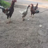فروش فوری مرغ لاری به همراه ۲عدد جوجه خروس ۷ماهه