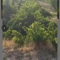 اجاره مجانی باغ انگور بیدانه