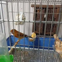 جوجه سره قناری|پرنده|تهران, آهنگ|دیوار